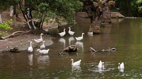 minivan-panorama-skg